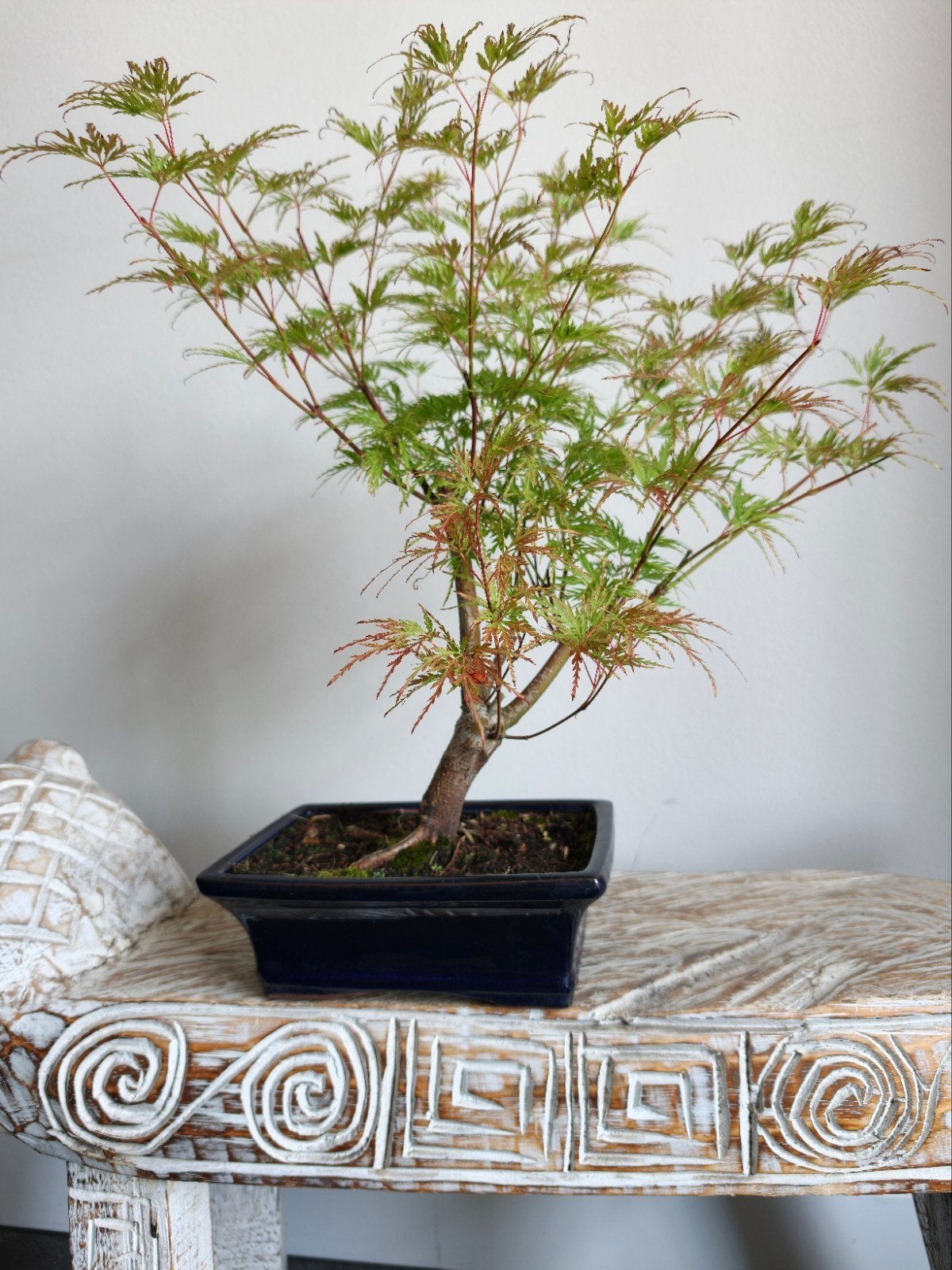 Acer Japanse Esdoorn Dissectum bonsai, Tuin en Terras, Planten | Bomen, Bloeit niet, Halfschaduw, Minder dan 100 cm, Overige soorten