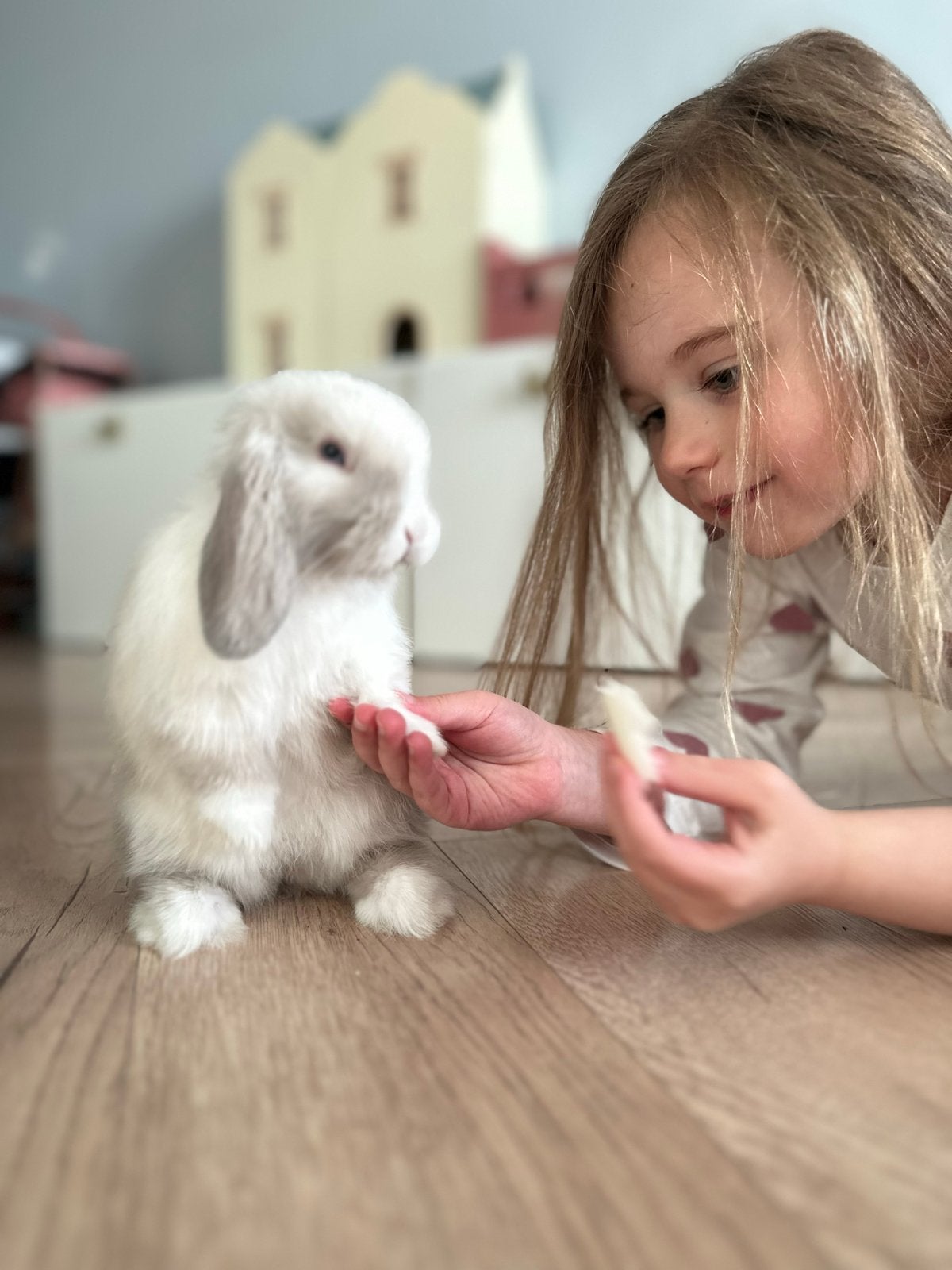 Konijn mini lop met blauwe ogen, Dieren en Toebehoren, Konijnen, Mannelijk, Klein, Hangoor, 0 tot 2 jaar