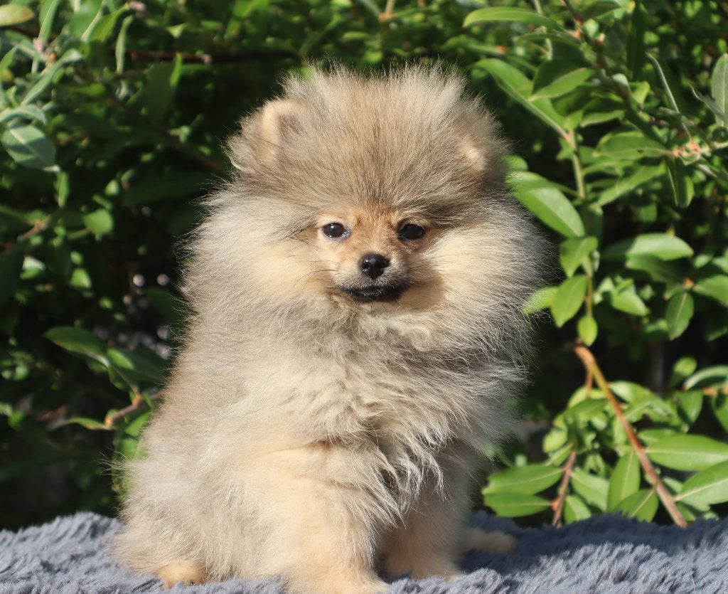 Elite Mini Bearface Pomeriaan/Pomeranian aanwezig in NL, Keeshond, 15 weken tot 1 jaar, Buitenland, Teef