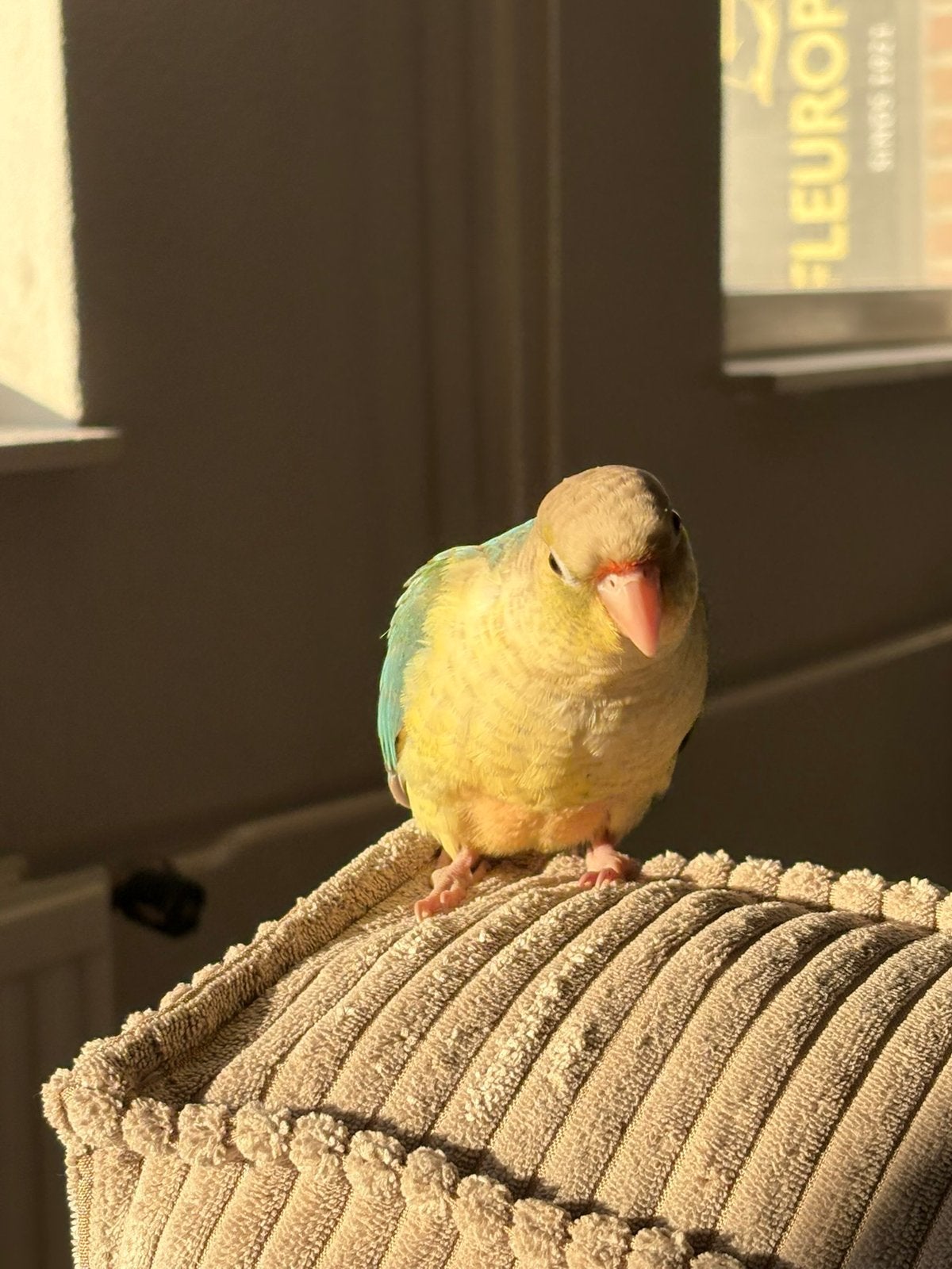 Turquoise pyrrhura te koop, Vrouwelijk, Parkiet, Tam