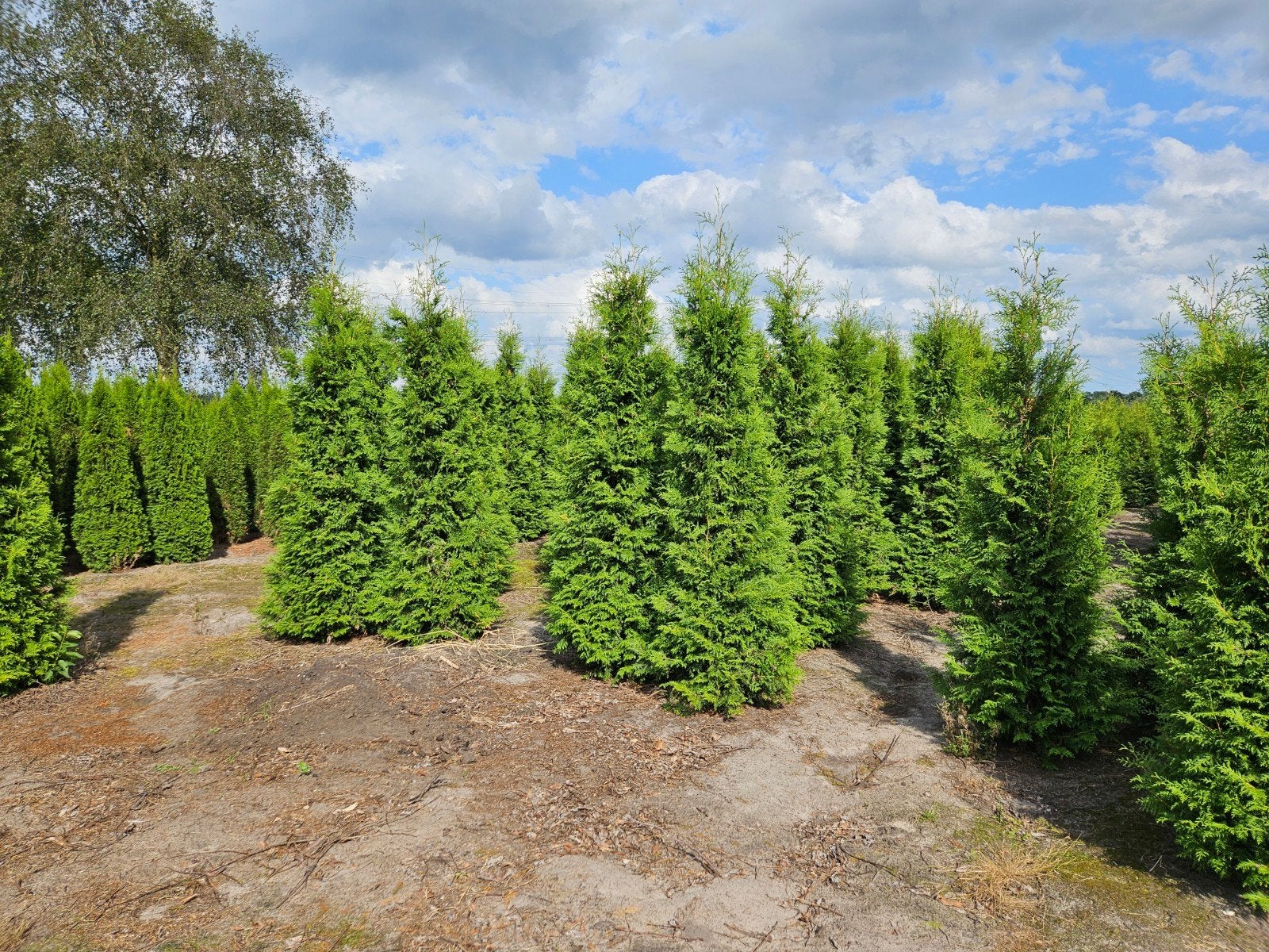 Coniferen thuja brabant tot 350cm hoog, Ophalen, Conifeer, 100 tot 250 cm