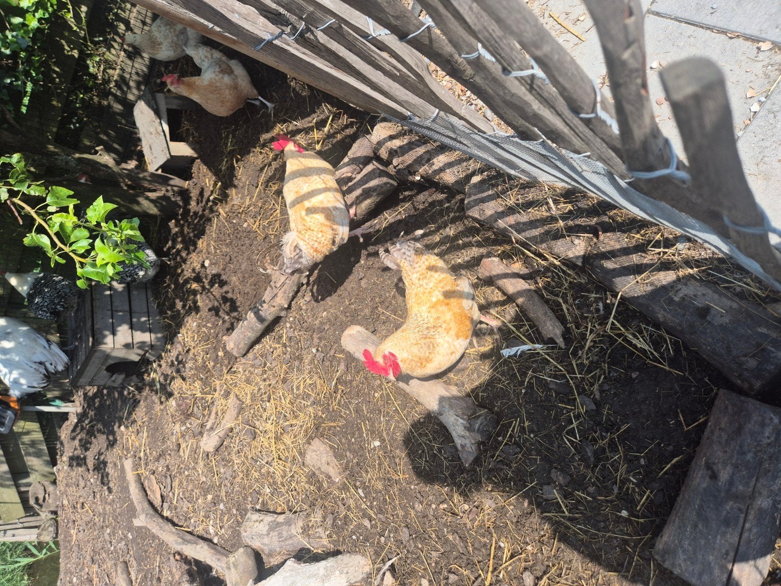 Nog 1 jonge haan gratis af te halen, Dieren en Toebehoren, Pluimvee, Mannelijk, Kip