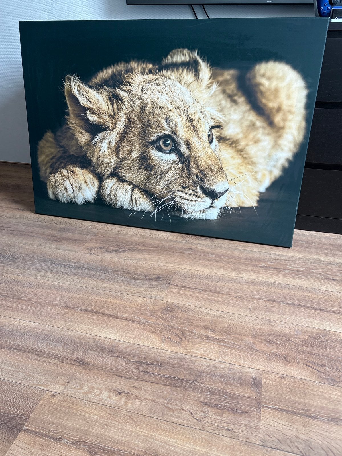Canvas Schilderij Leeuwenwelp - Zo goed als nieuw, Ophalen, Zo goed als nieuw, Schilderij