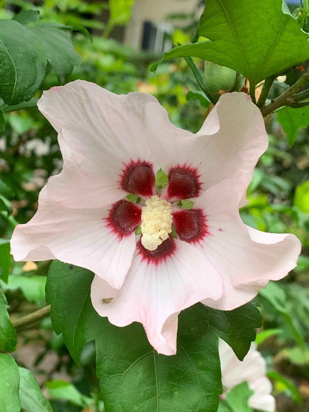 Hibiscus,chinese roos,bijen, vlinderplant prachtige bloemen, Ophalen, Overige soorten, Volle zon