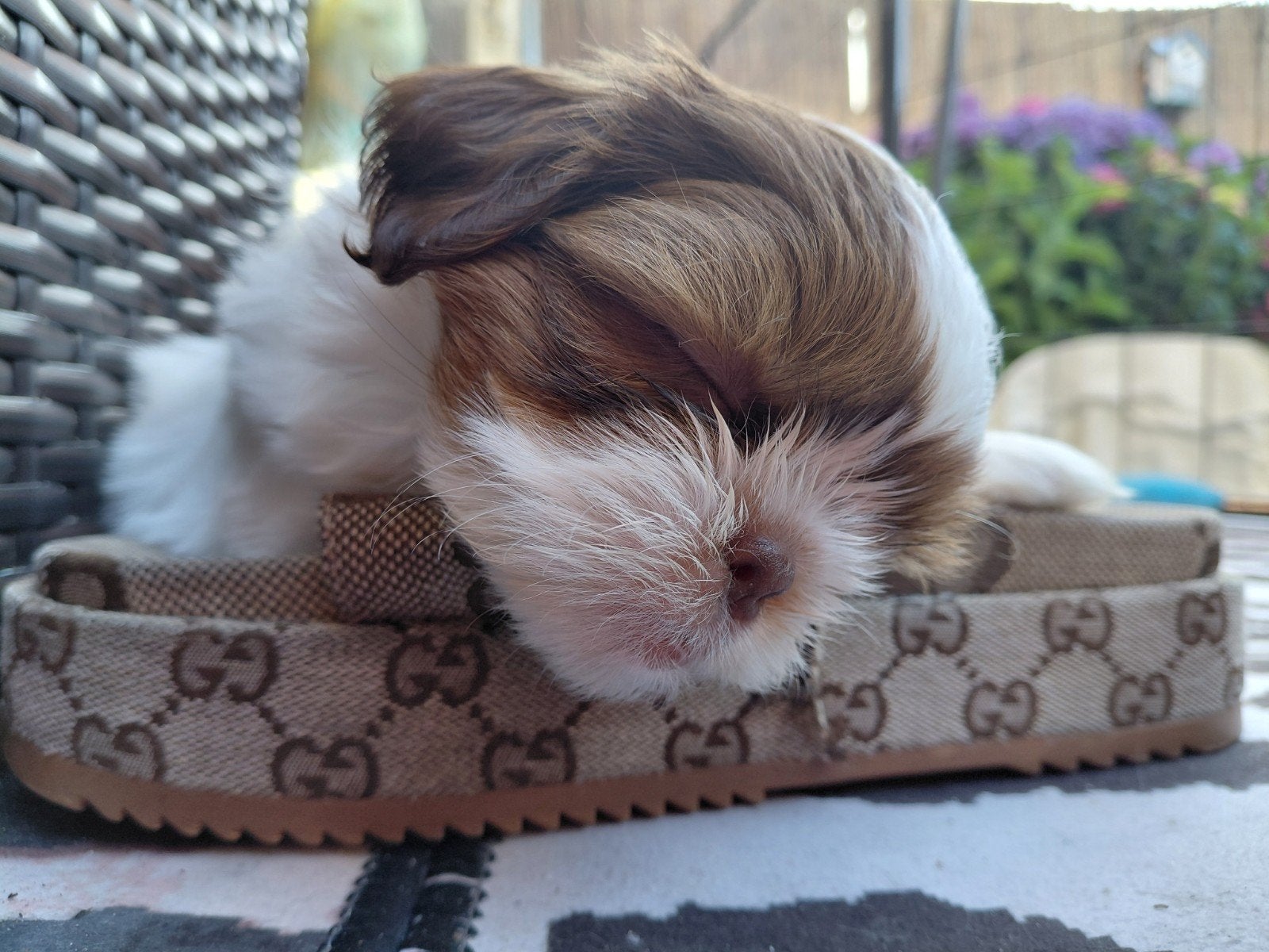 Shih-tzu pups uniek nestje, Dieren en Toebehoren, Overige rassen, 8 tot 15 weken, Meerdere, Meerdere dieren