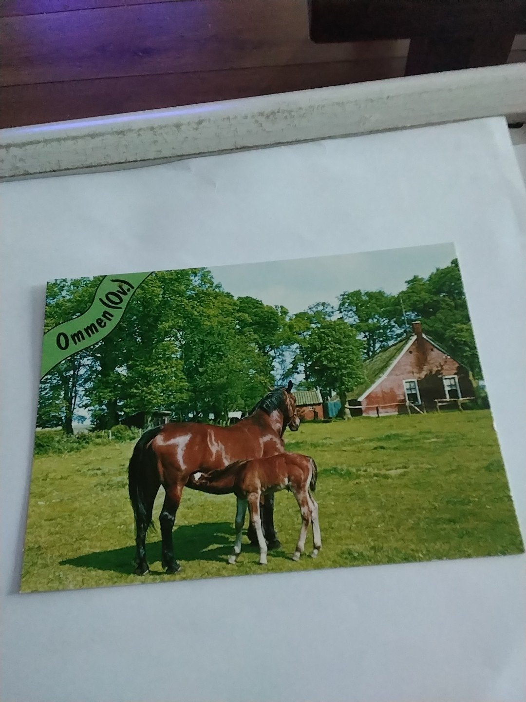 Ansichtkaart Ommen (Ovl) - Paard met veulen, Verzamelen, Ansichtkaarten | Nederland, Ophalen of Verzenden, 1960 tot 1980, Ongelopen