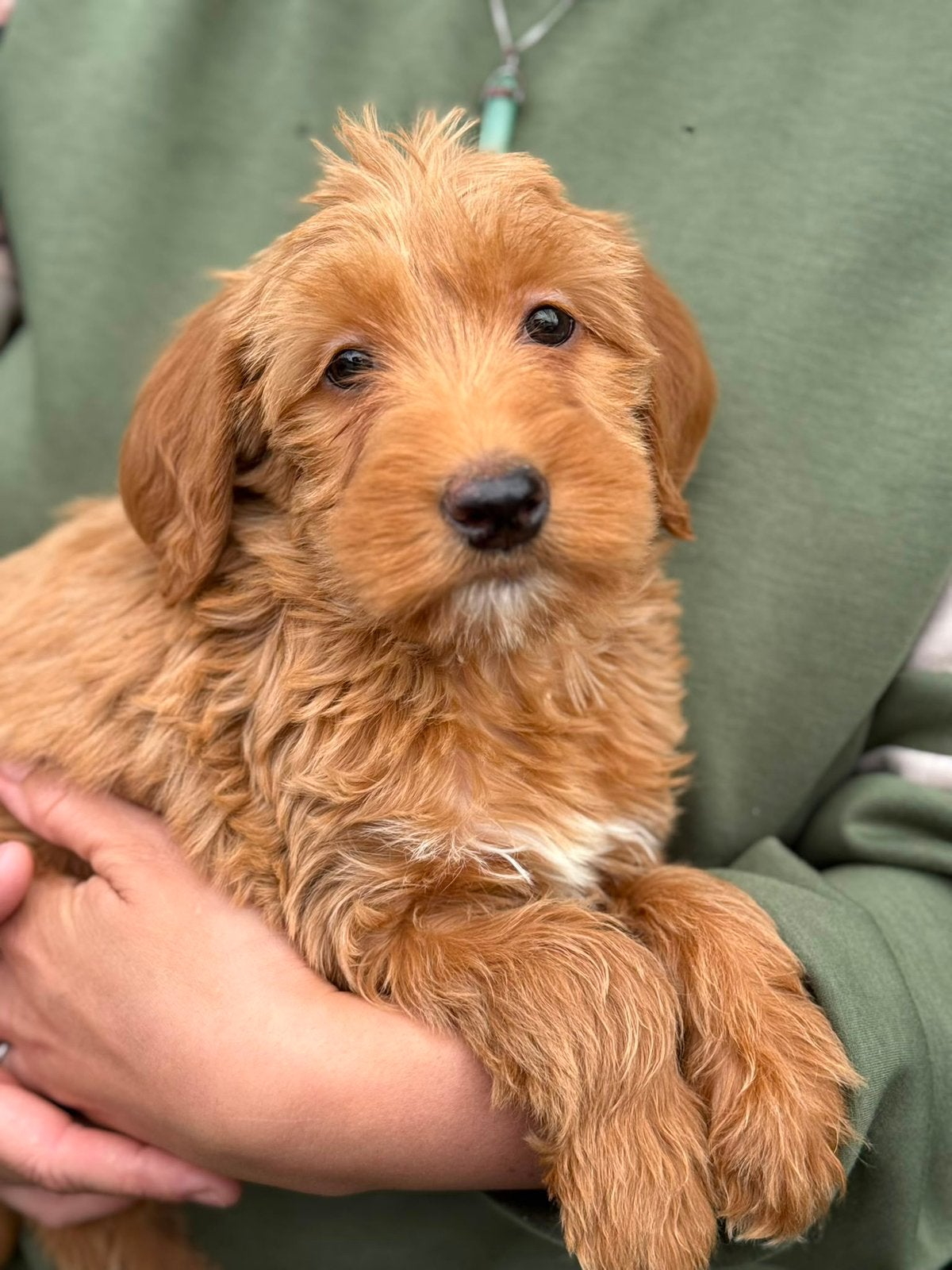 Medium labradoodle pups te koop! Mogen nest verlaten!, Parvo, Overige rassen, 8 tot 15 weken, Meerdere
