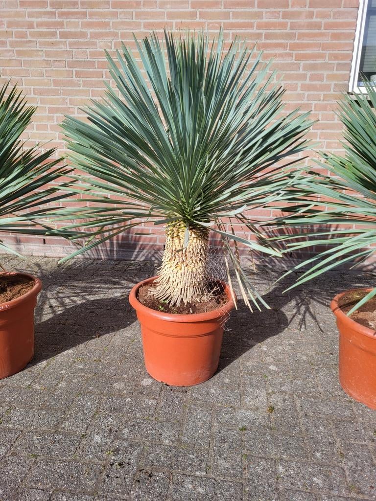 Yucca rostrata xxl, Ophalen of Verzenden, Overige soorten, Volle zon