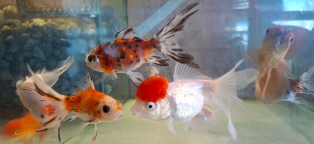 Oranda Leeuwenkop Sluierstaart MIX, Dieren en Toebehoren, Vis, Zoetwatervis
