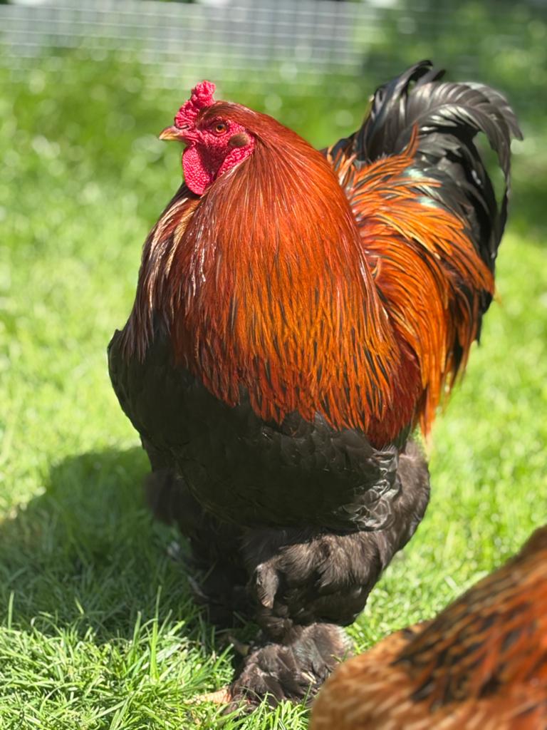 Brahma haan, Mannelijk, Kip