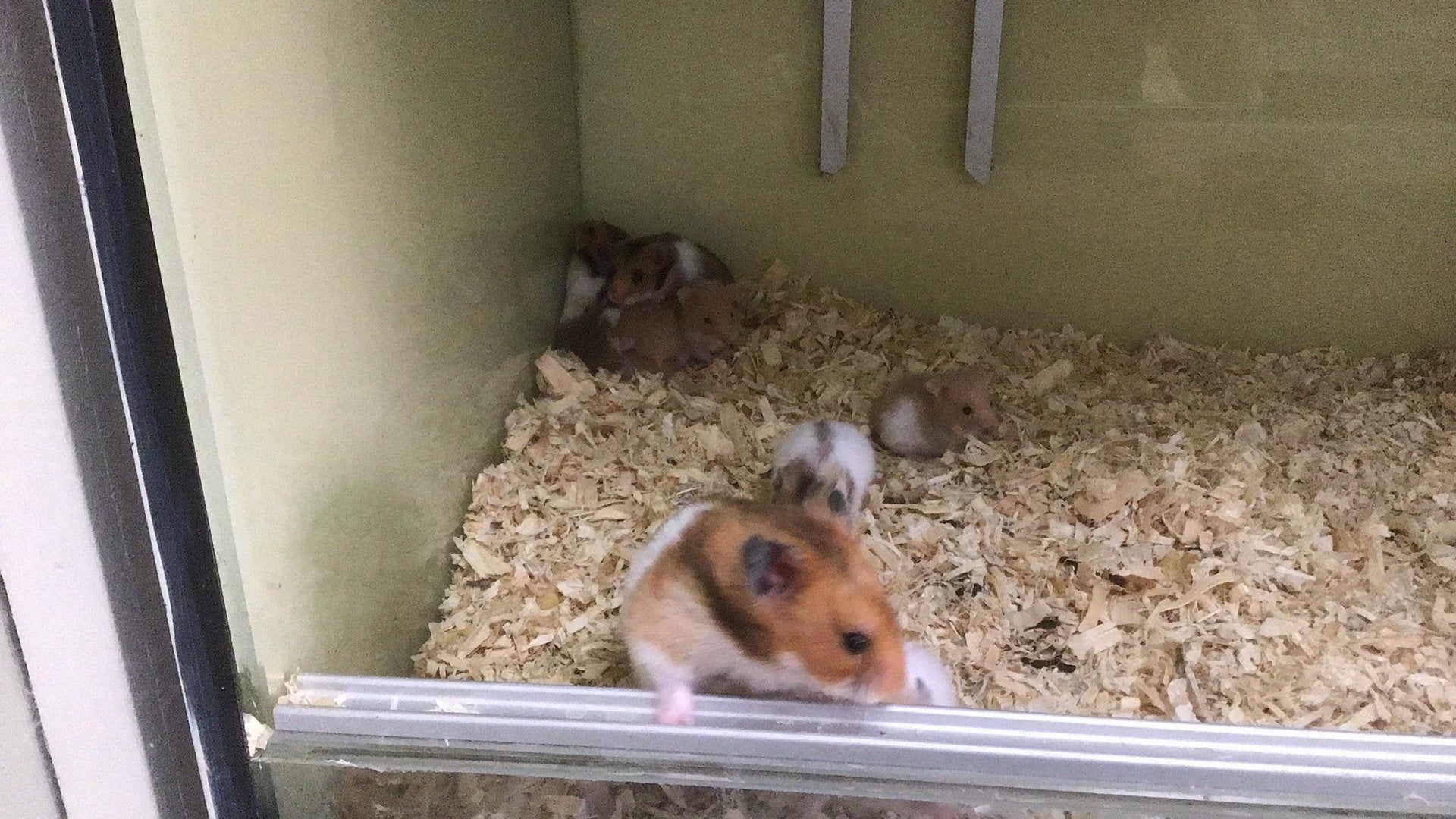 Jonge hamsters, goudhamster, Syrische hamster., Dieren en Toebehoren, Hamster, Meerdere dieren, Tam, September