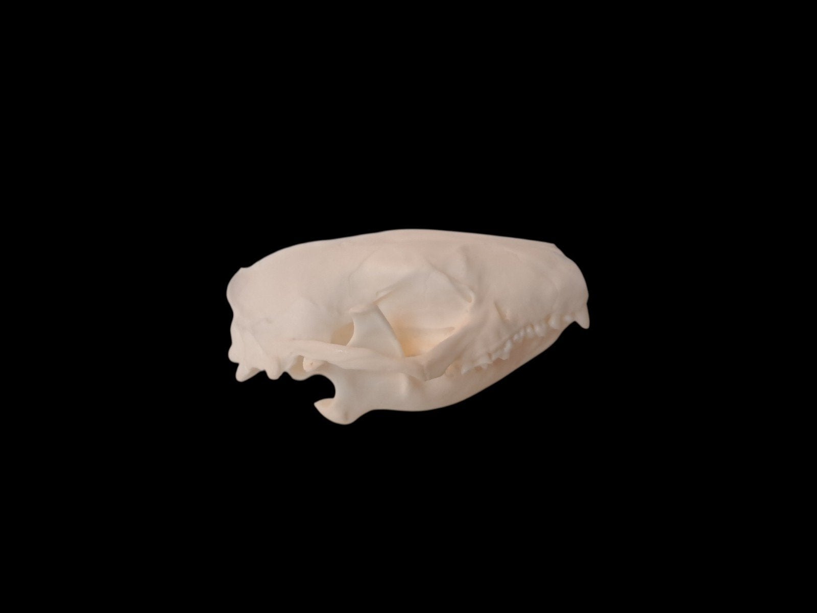 schedel egel, Verzamelen, Ophalen of Verzenden, Nieuw, Wild dier, Schedel