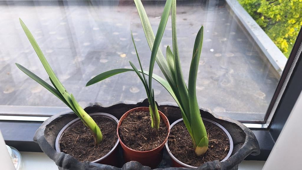 Clivia stekken in pot - Alleen ophalen, Vaste plant, Halfschaduw, Lente, Ophalen