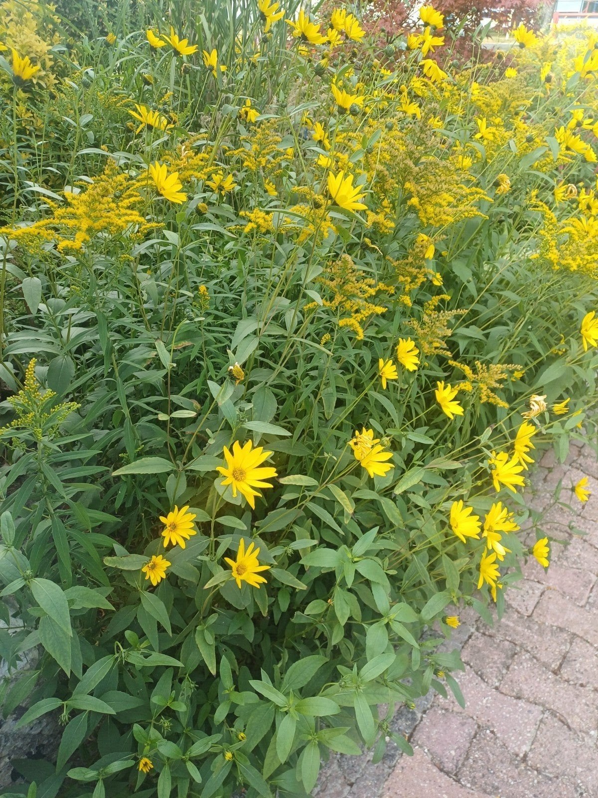 VASTE biologische TUINplanten, Tuin en Terras, Planten | Tuinplanten, Ophalen, Overige soorten, Halfschaduw