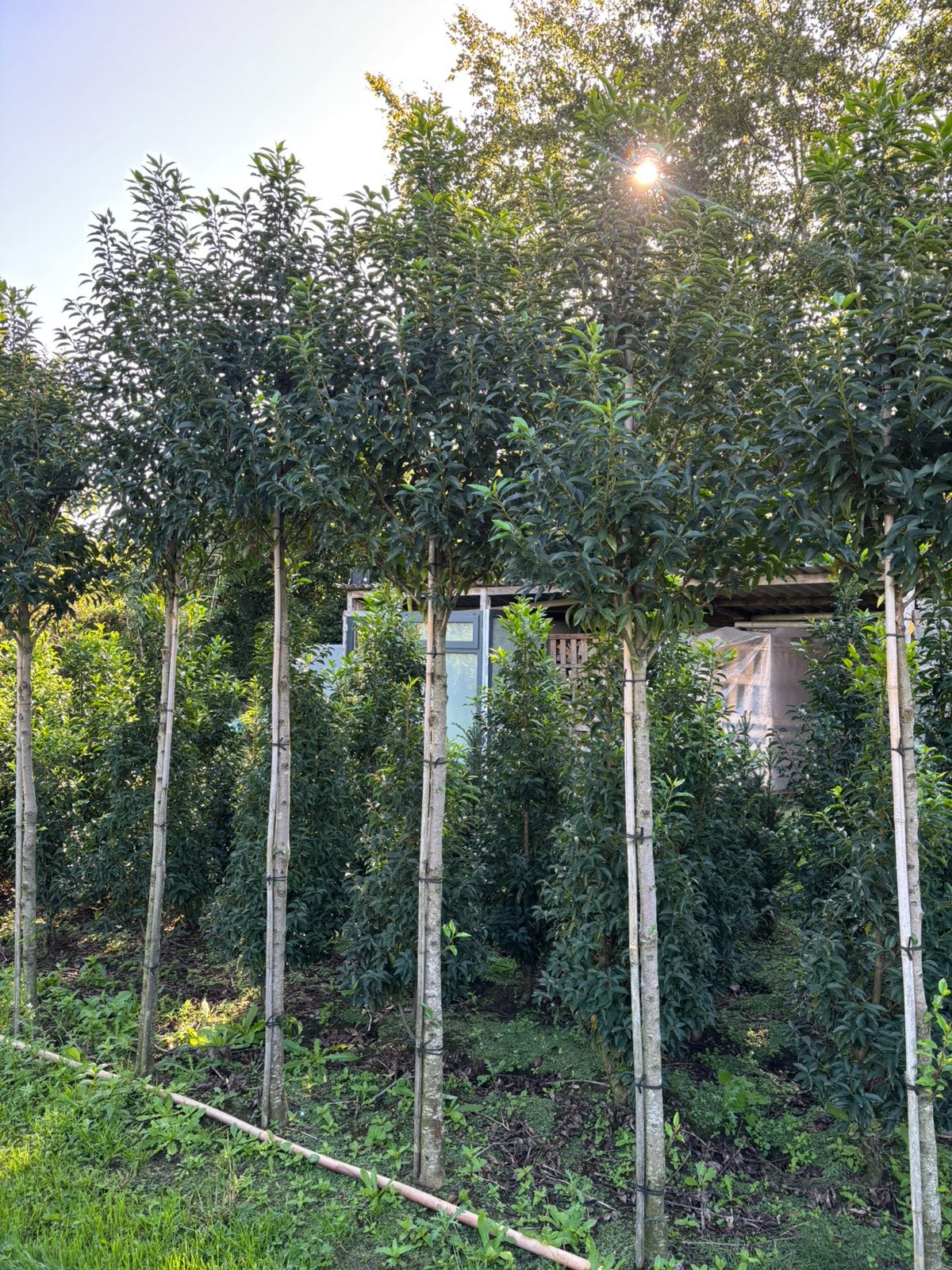 Grote hoogstam portugese laurier bomen 350 cm, wintergroen, Tuin en Terras, Halfschaduw, 100 tot 250 cm, Zomer, Ophalen