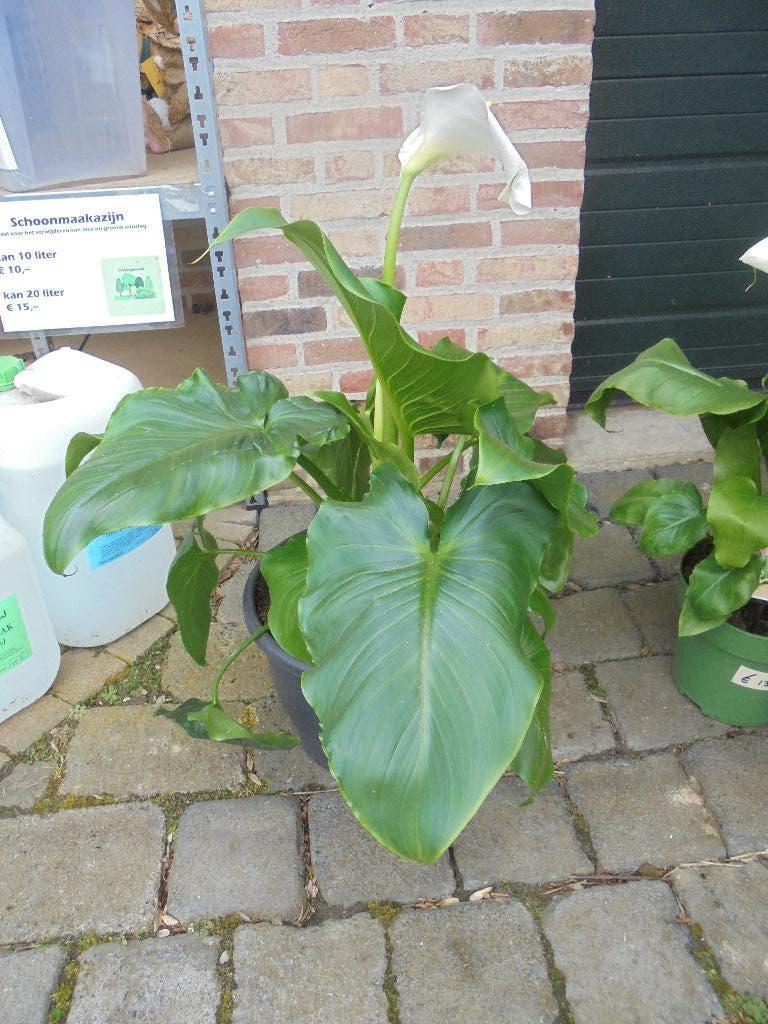 Witte Calla, Overige soorten, Volle zon, Vaste plant, Ophalen of Verzenden