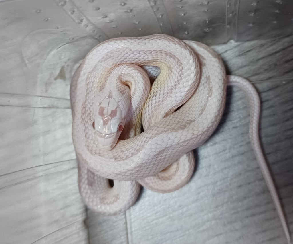 Snowcorns striped rattenslang