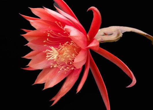 cactus - Epiphyllum MARYLAND, Ophalen of Verzenden, Cactus, Volle zon, Minder dan 100 cm
