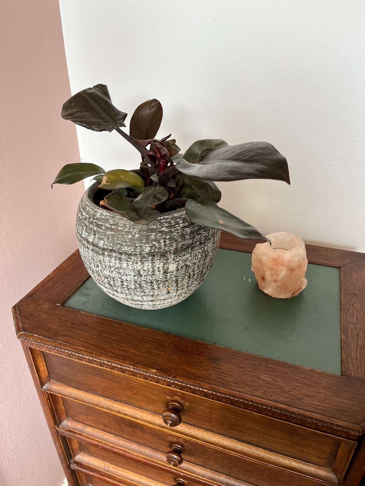 Philodendron ‘Black Cardinal’ inclusief pot, Ophalen, Overige soorten, Halfschaduw, In pot