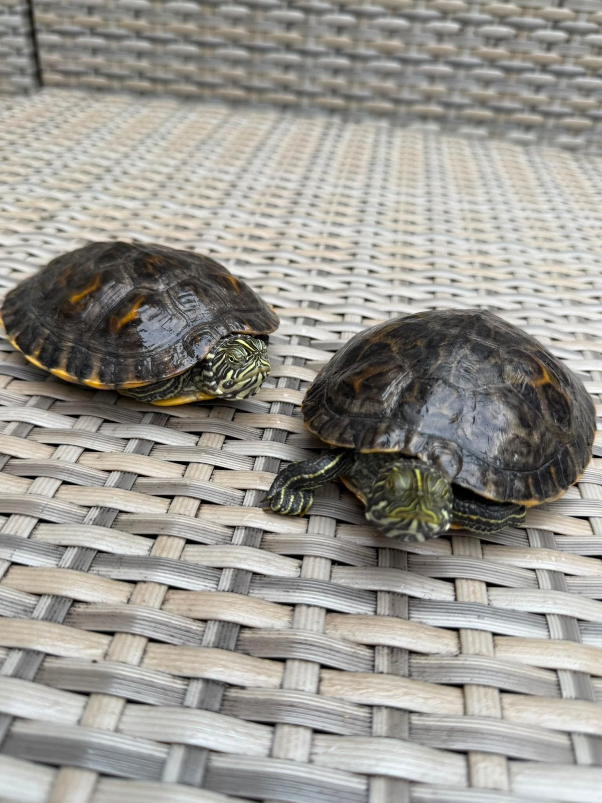 Schildpad, Dieren en Toebehoren, Reptielen en Amfibieën, Schildpad, 0 tot 2 jaar