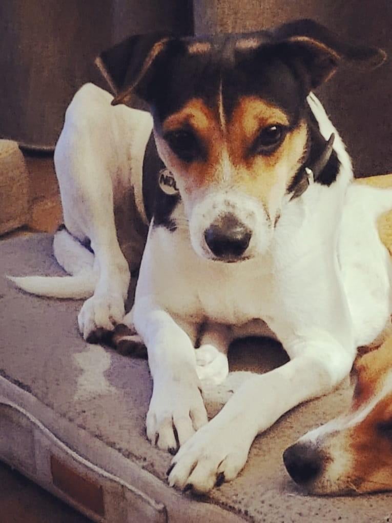 Boerenfox dekreu / staat ter dekking 🐶🐶🐶, Reu, Meerdere, 3 tot 5 jaar, Nederland