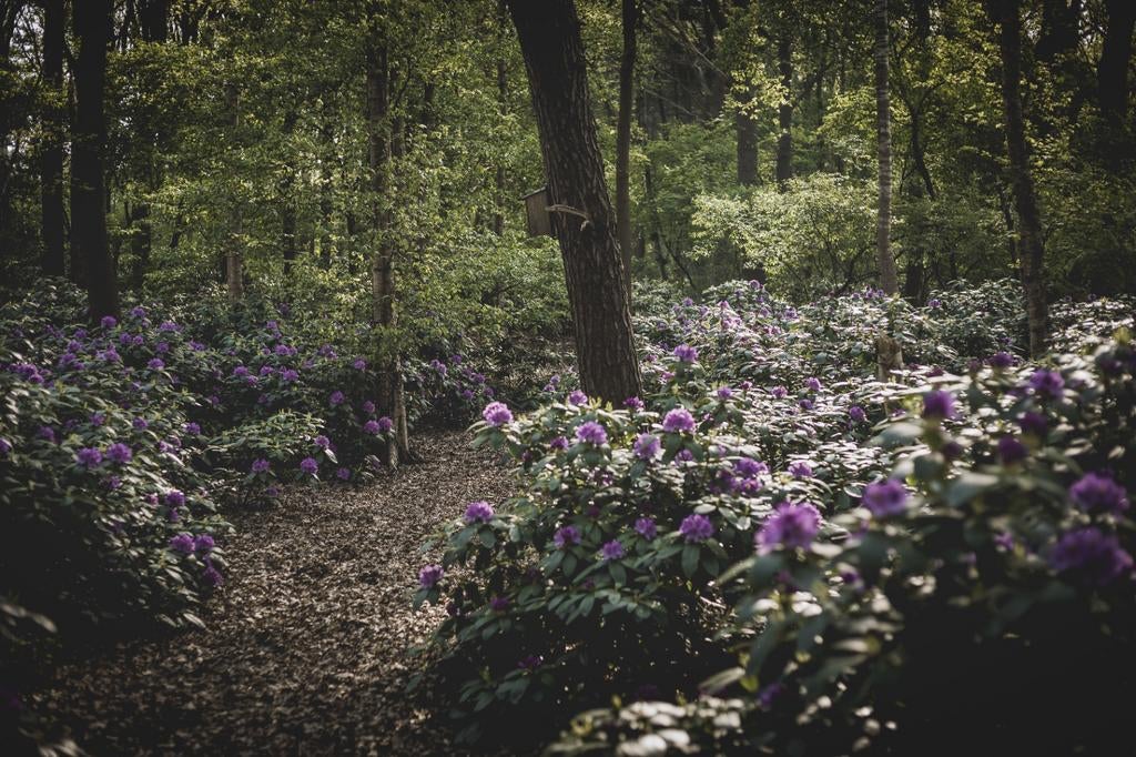 Rhododendrons uit het Bos, Tuin en Terras, Ophalen, Rhododendron, Struik, 100 tot 250 cm