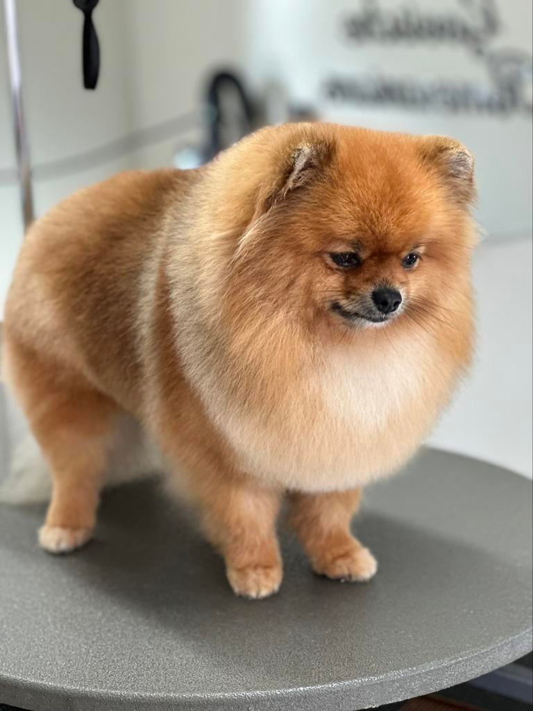 Trimsalon Hairmes Dog spa in Baarn & Hilversum, Trimmen of Verzorging
