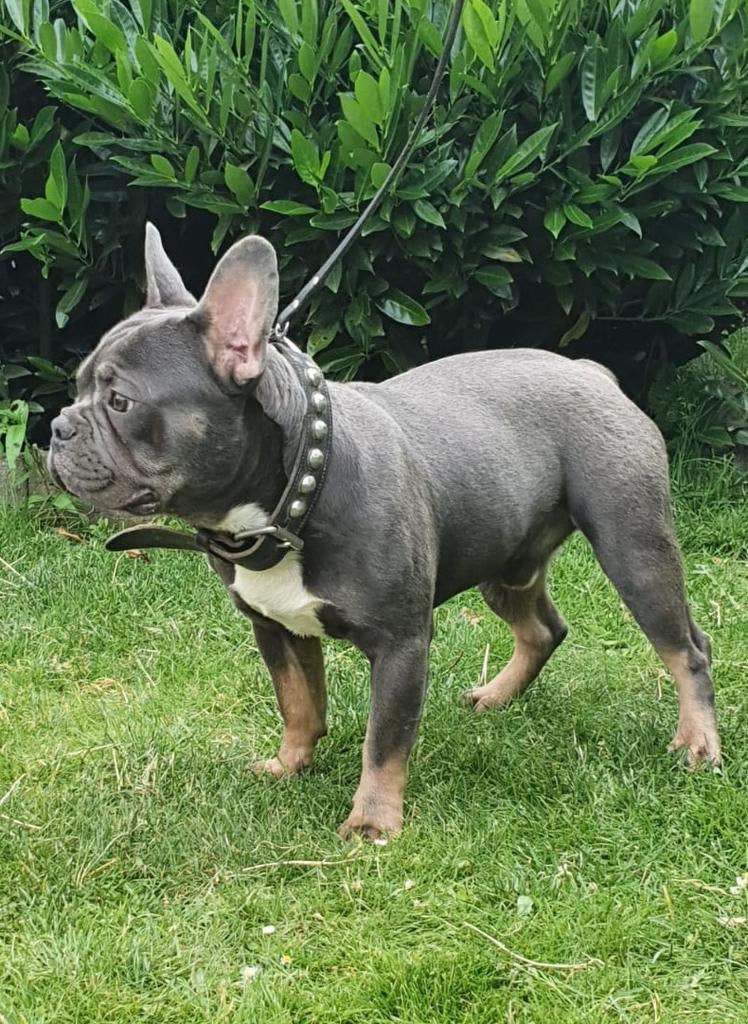 franse bulldog dekreu blue-tan stamboom, Reu, 1 tot 2 jaar, Parvo, Meerdere