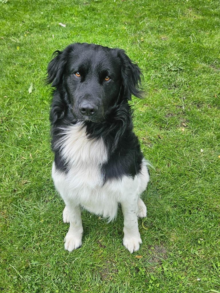 Dekreu Friese Stabij, Reu, Eén hond, 3 tot 5 jaar, Nederland