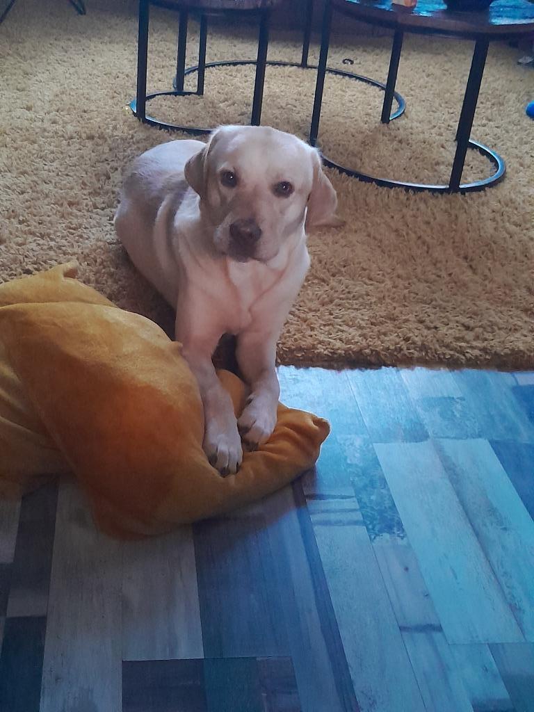 Ter dekking lieve labrador, Reu, CDV (hondenziekte), 1 tot 2 jaar, Eén hond