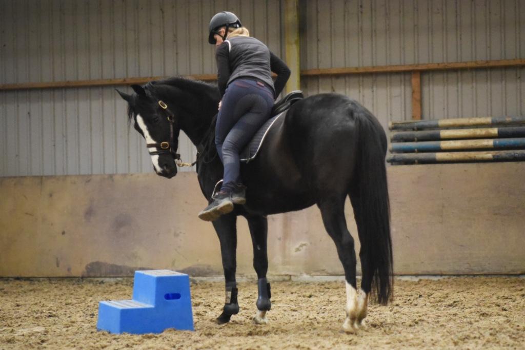 zadelmak maken / gedragstraining / in balans trainen, Gedragstraining
