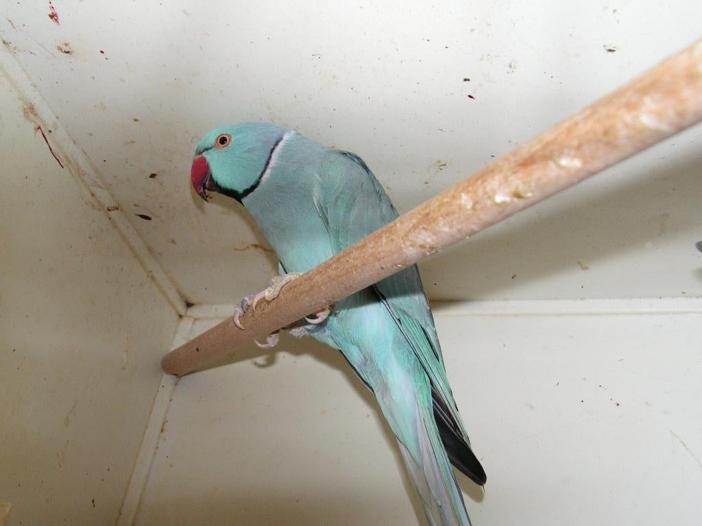 Halsband parkieten | Volwassen koppels | Passend advies, Meerdere dieren, Parkiet