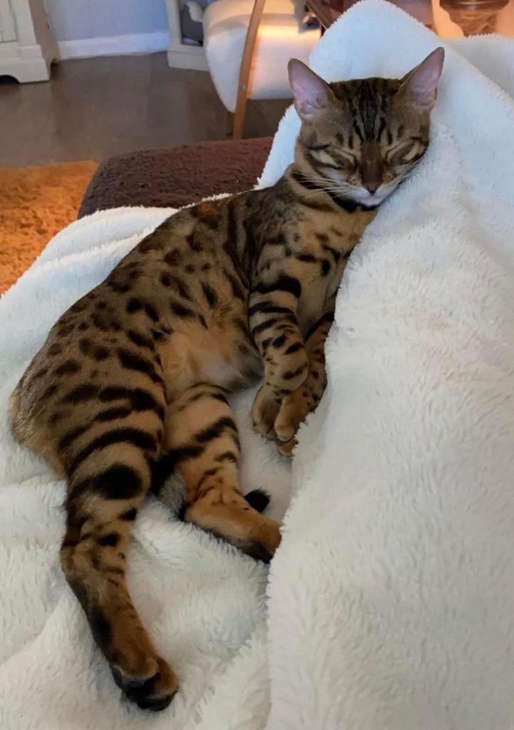 Bengaalse kat, Dieren en Toebehoren, Kater, 3 tot 5 jaar