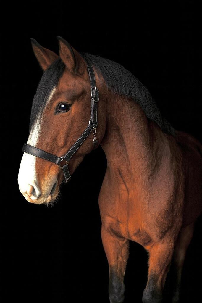 Te koop gevraagd paarden en pony's, Dieren en Toebehoren, Paarden, Minder dan 160 cm, Met stamboom, Zadelmak, 3 tot 6 jaar