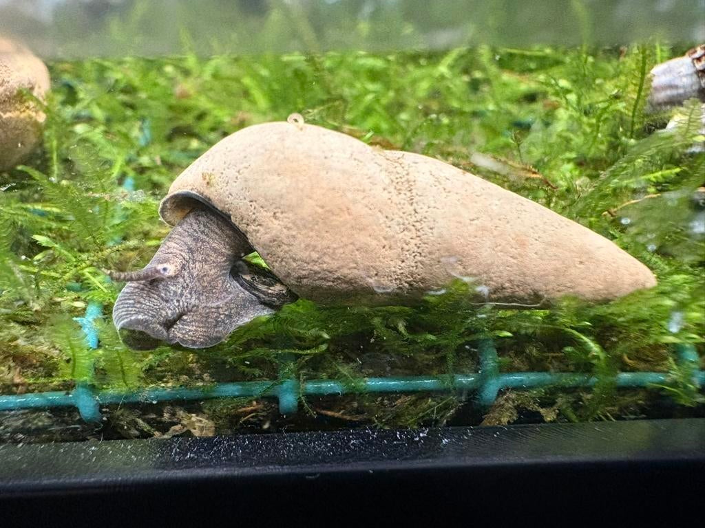 Choco Tylomelania aquariumslakken actie!, Slak of Weekdier