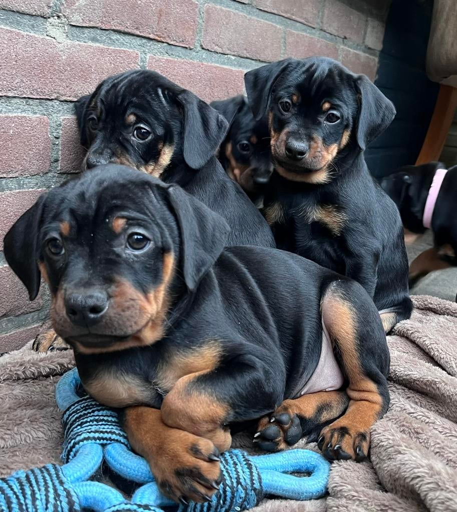 Carlin Pinscher pups, Parvo, 8 tot 15 weken, Meerdere, Meerdere dieren