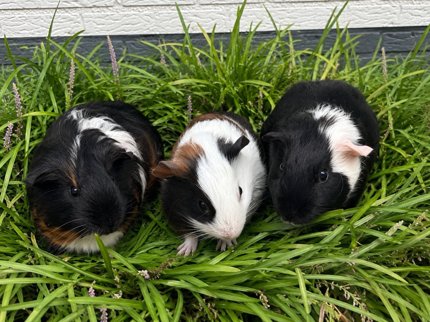 Laatste 3 knappe caviaheren zoeken hun gouden mandje!, Cavia, Mannelijk, Juli, Tam