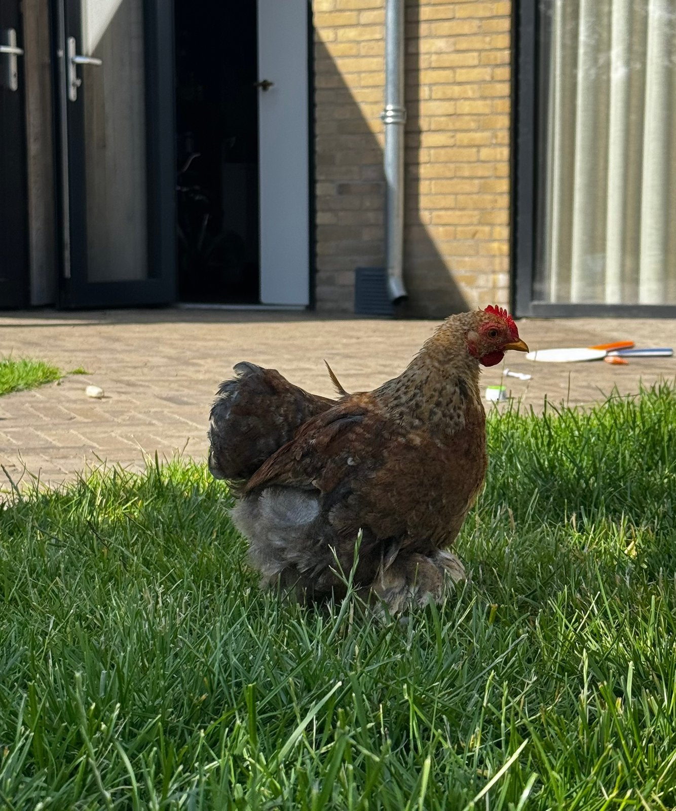 Cochin haantje, Dieren en Toebehoren, Pluimvee, Mannelijk, Kip