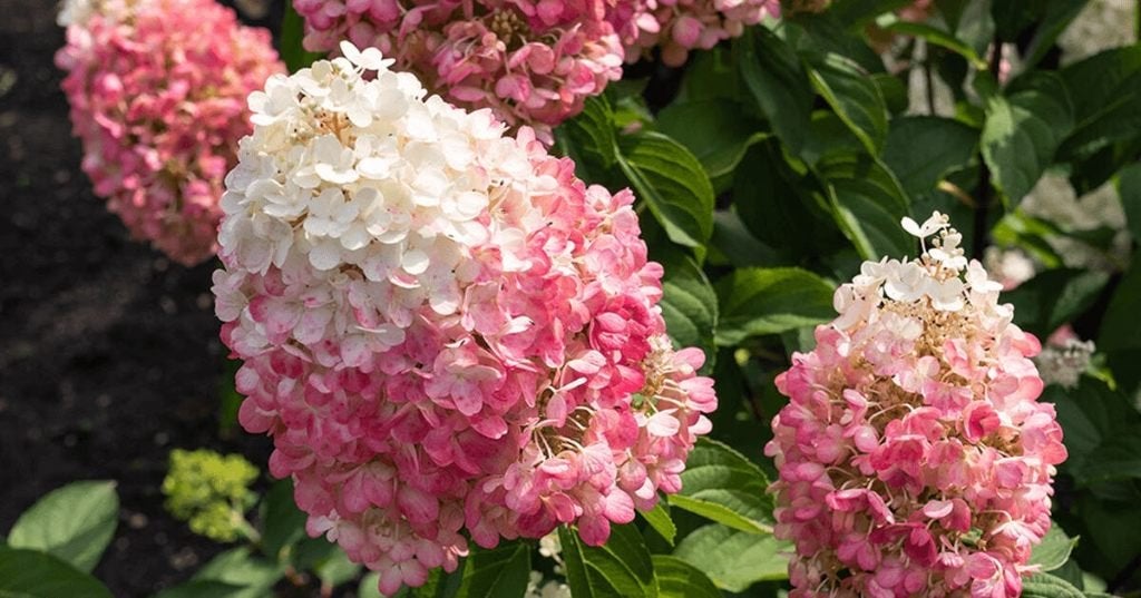 Pluimhortensia Pinky promise, Silver dollar, little lime, Ophalen, Overige soorten, Volle zon