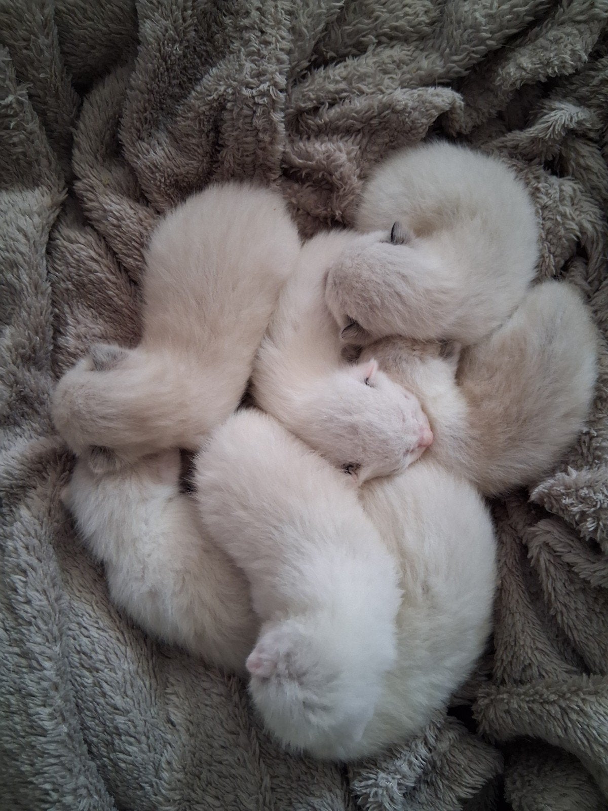 Snowshoe x siamees kittens, Meerdere dieren