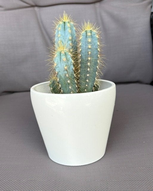 Cactus, Ophalen, Minder dan 100 cm, Volle zon, In pot