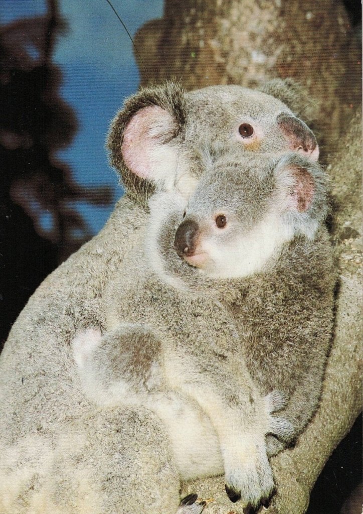 2 Koala moeder en kind 601, Verzamelen, Ophalen of Verzenden, 1980 tot heden, Gelopen, Wild dier