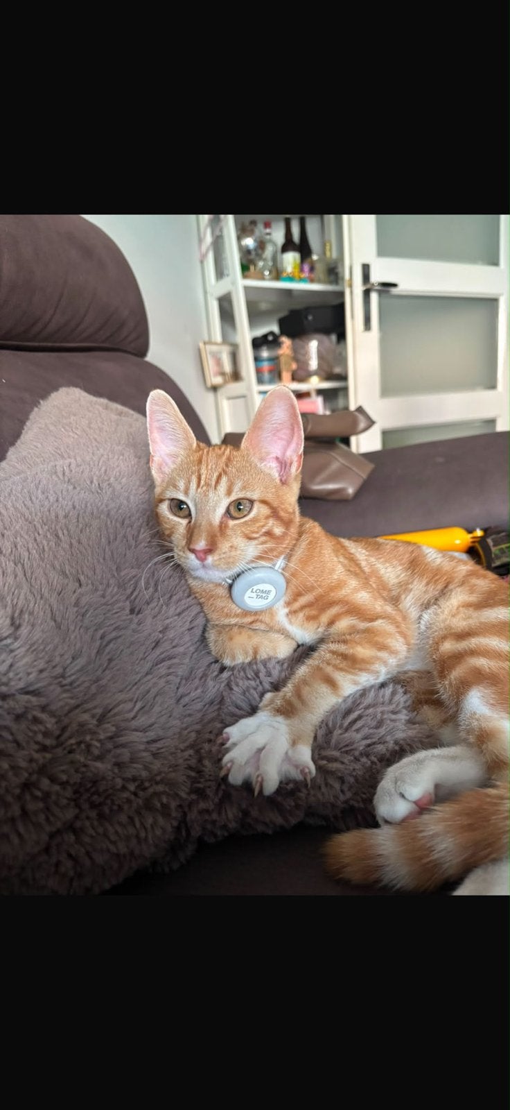 Gestolen!, Dieren en Toebehoren, Kat