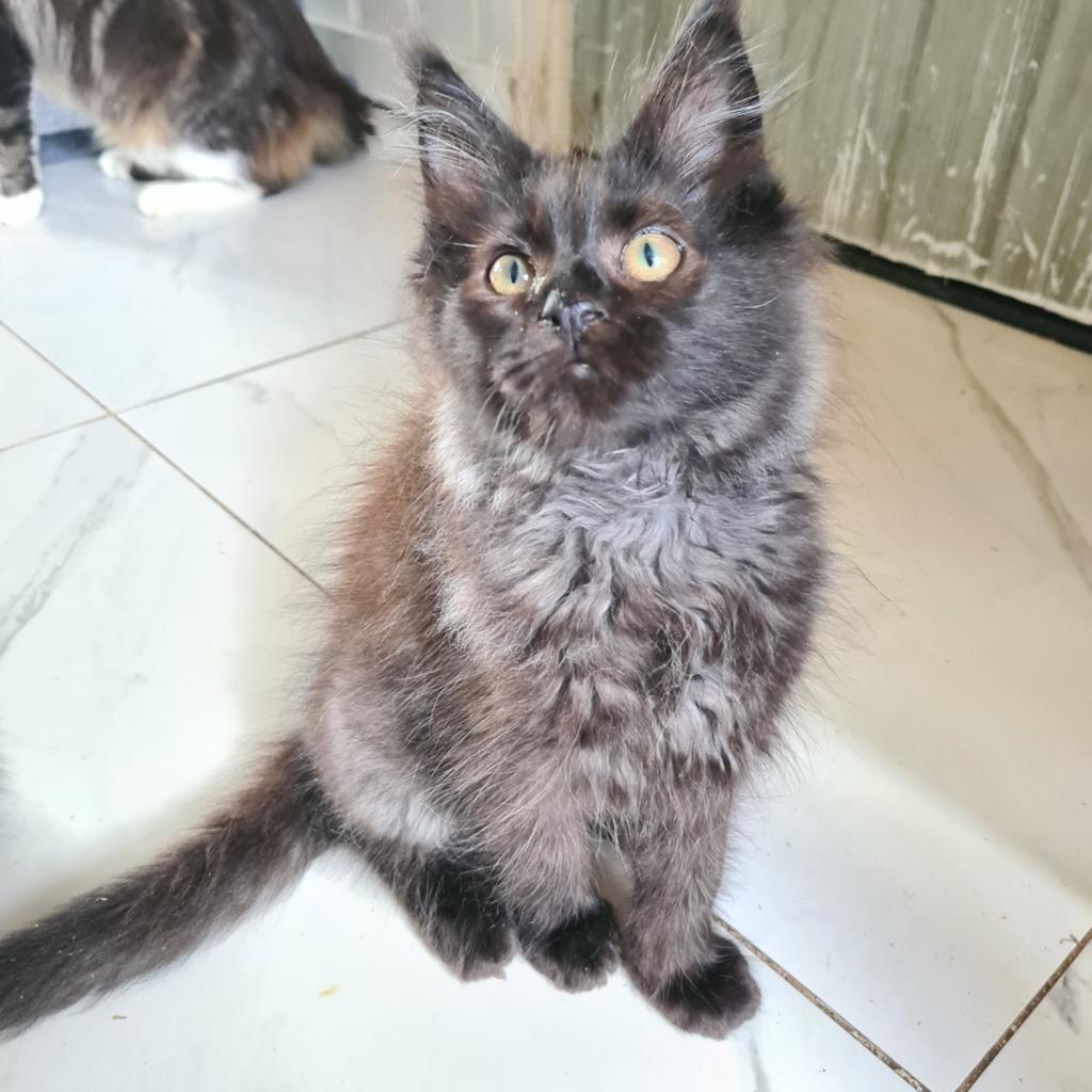 Maine coon kittens , mogen meteen verhuizen, Meerdere dieren, Ontwormd, 0 tot 2 jaar