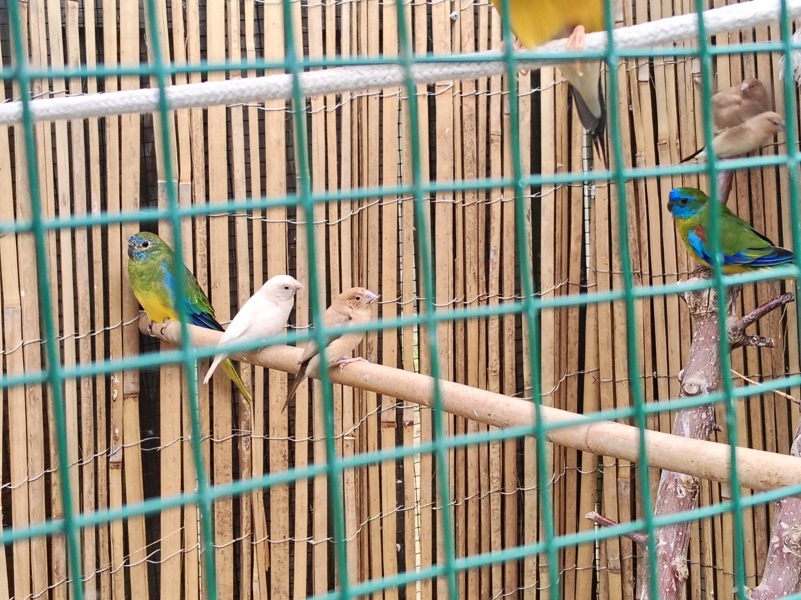 turquesine, Dieren en Toebehoren, Vogels | Parkieten en Papegaaien, Meerdere dieren, Parkiet