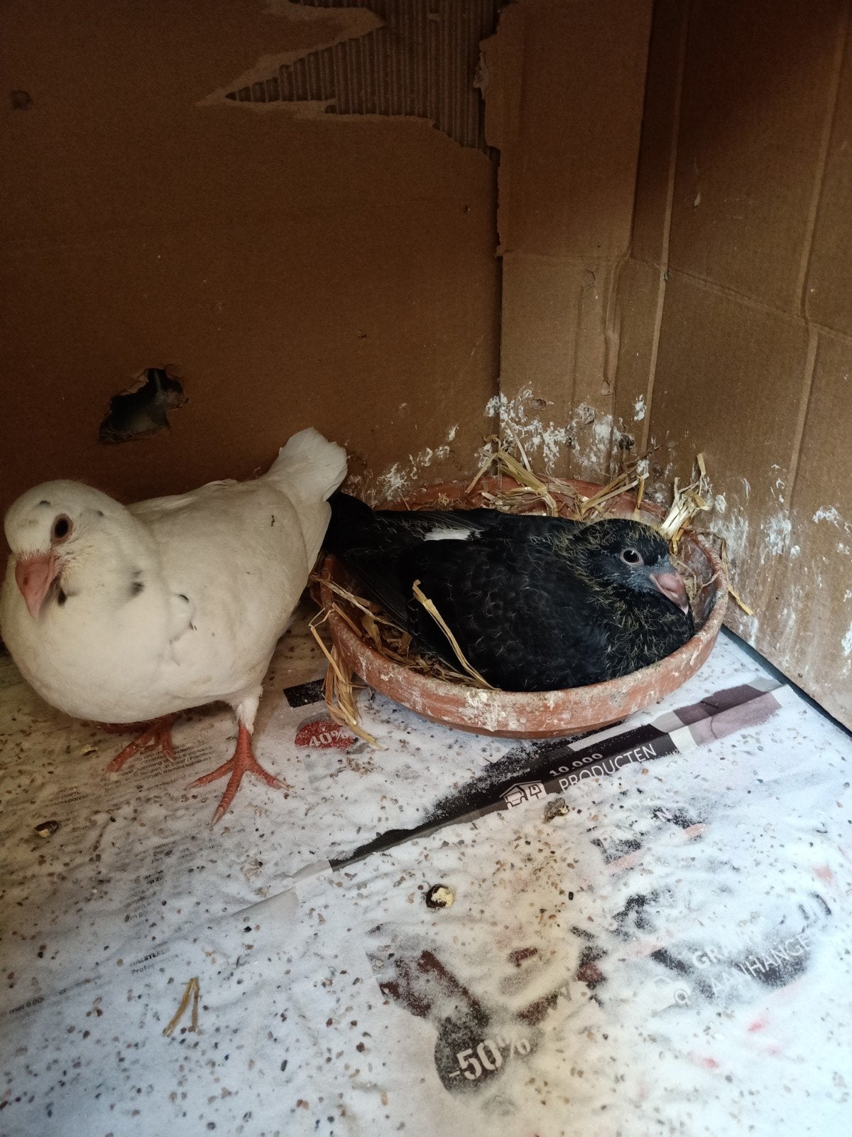 Koppel jonge postduiven, Dieren en Toebehoren, Vogels | Duiven, Meerdere dieren, Postduif