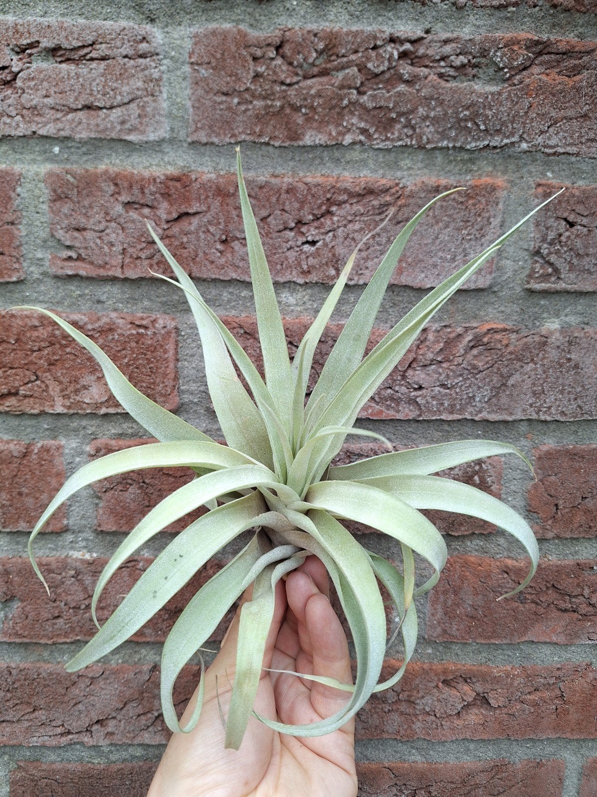 Tillandsia harrisii xl, Huis en Inrichting, Kamerplanten, Ophalen of Verzenden, Halfschaduw, Minder dan 100 cm