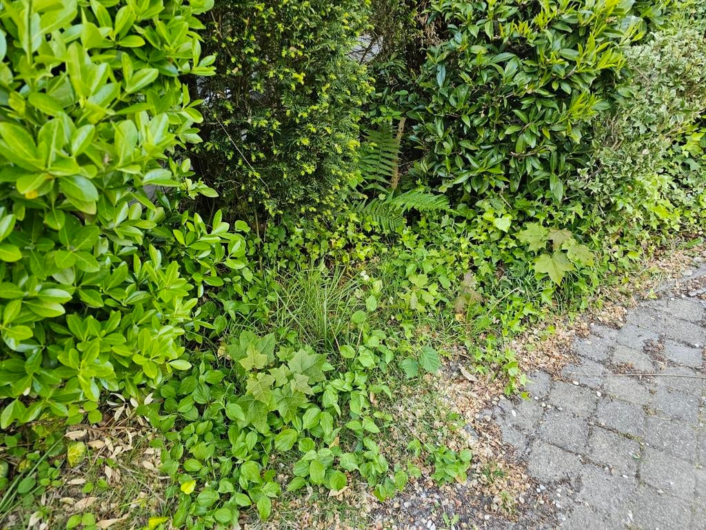 Groot gazon aanleggen of onderhouden, Tuin en Terras, Ophalen of Verzenden, Nieuw, 20 m² of meer, Gras