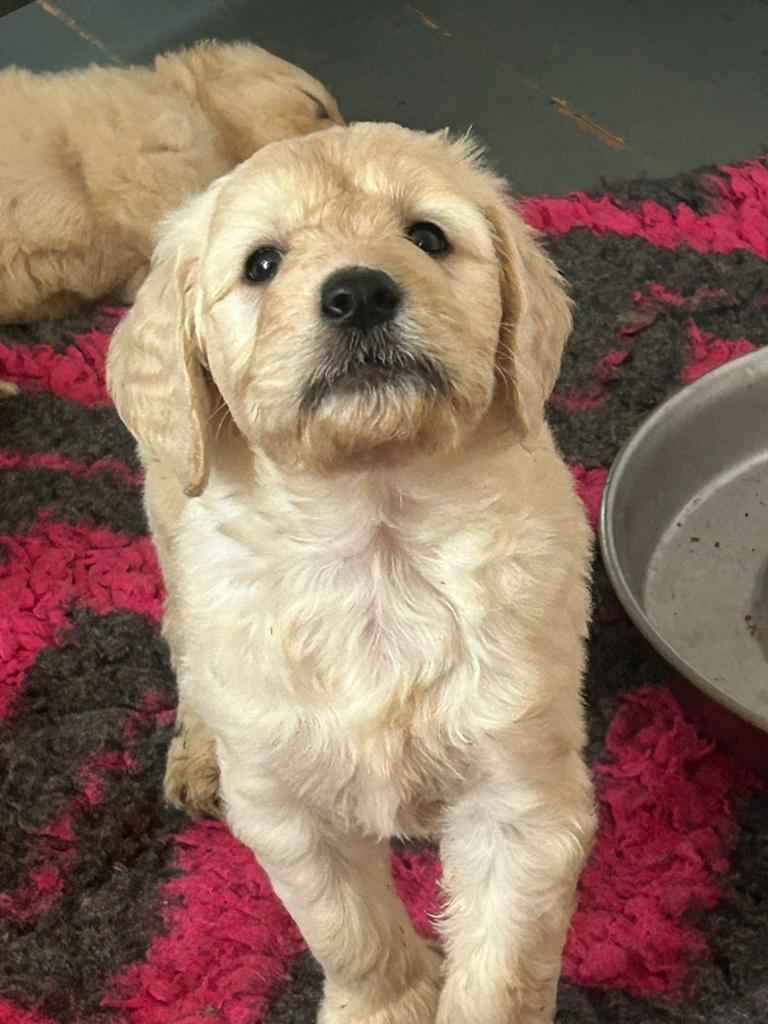 Prachtige goldendoodle pups met afstammingsbewijs, Parvo, 8 tot 15 weken, Meerdere, Meerdere dieren