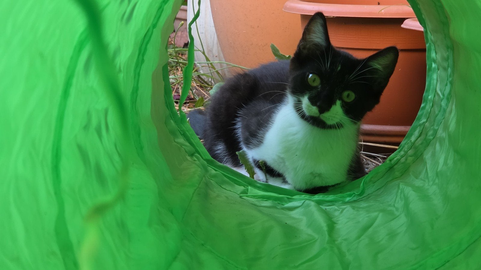 2 Lieve kitten, Dieren en Toebehoren